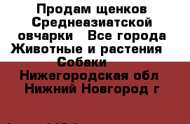 Продам щенков Среднеазиатской овчарки - Все города Животные и растения » Собаки   . Нижегородская обл.,Нижний Новгород г.